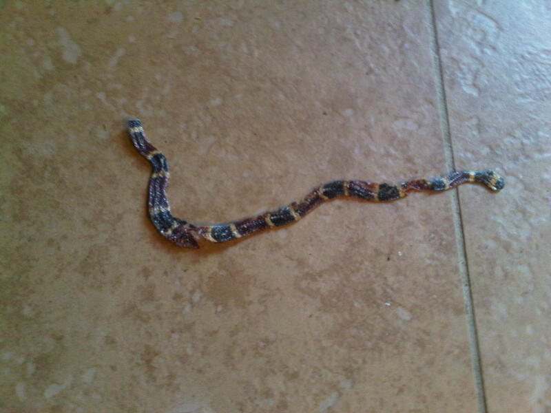 CoralSnake.jpg