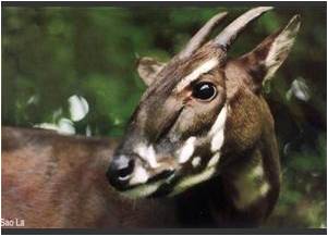 Saola.jpg